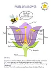 Explore the fascinating parts of a flower with this colorful worksheet for grades 2-4. Perfect for learning plant anatomy with labelled diagrams and fun facts!