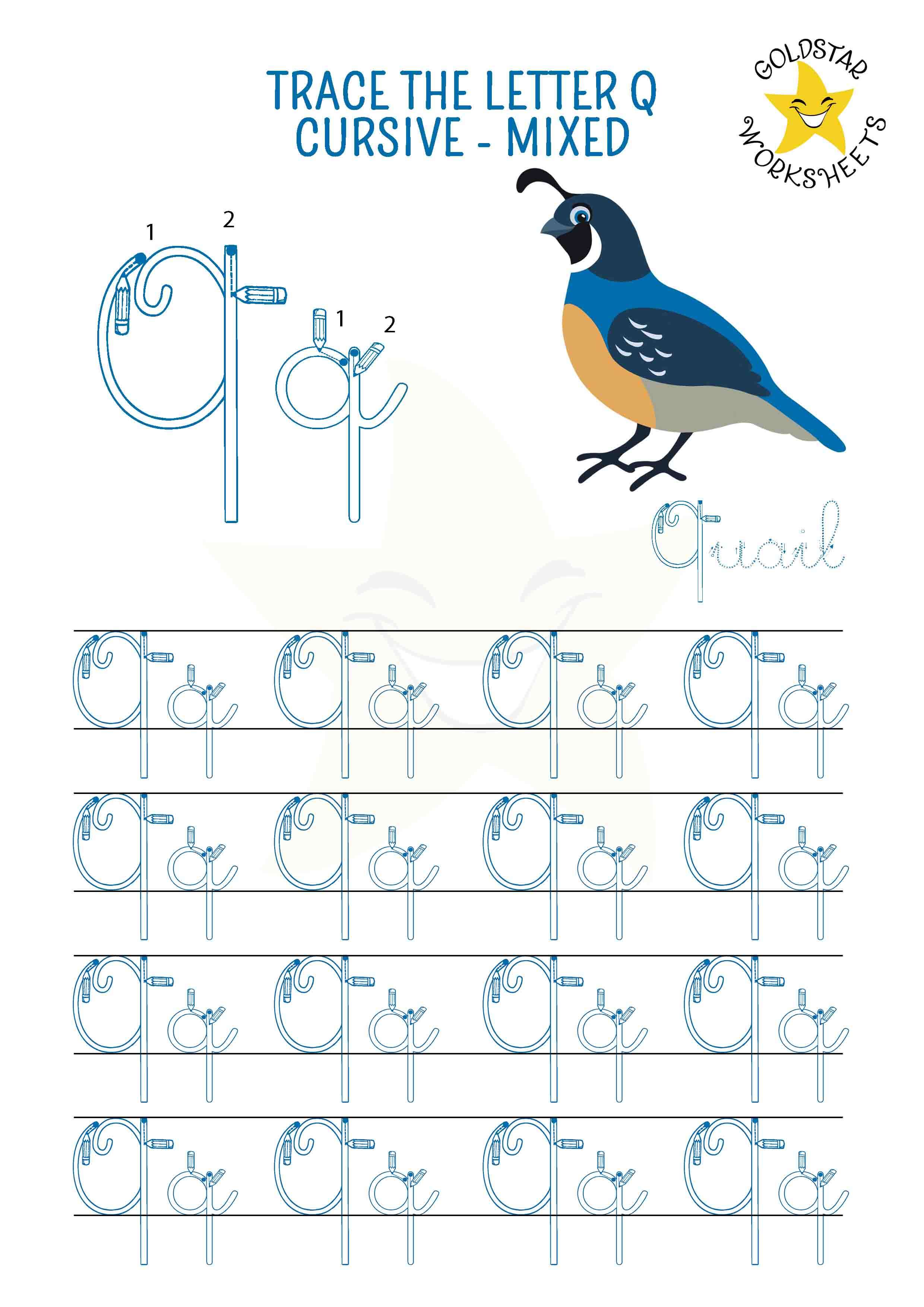 Upper and lowercase cursive letter Q tracing worksheet. This mixed practise sheet features a beautiful quail. Free printable PDF for 2nd and 3rd grade kids practicing cursive handwriting. 4 rows of capital Q and small q writing includes directional arrows and stroke order.