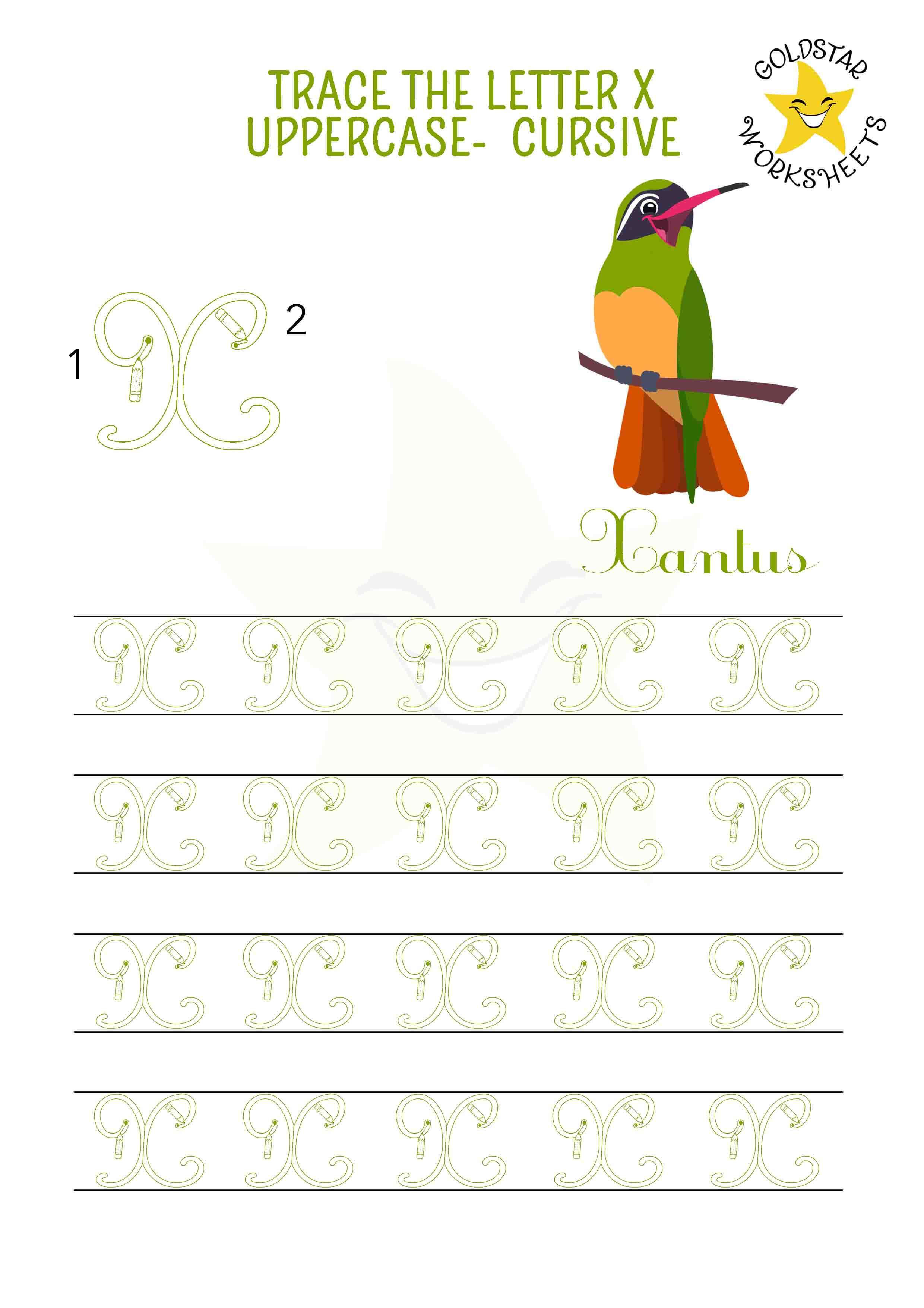 Uppercase cursive letter x tracing worksheet with a Xantus illustration. Perfect for cursive handwriting practice. 4 rows of capital X writing with stroke order and directional arrows.