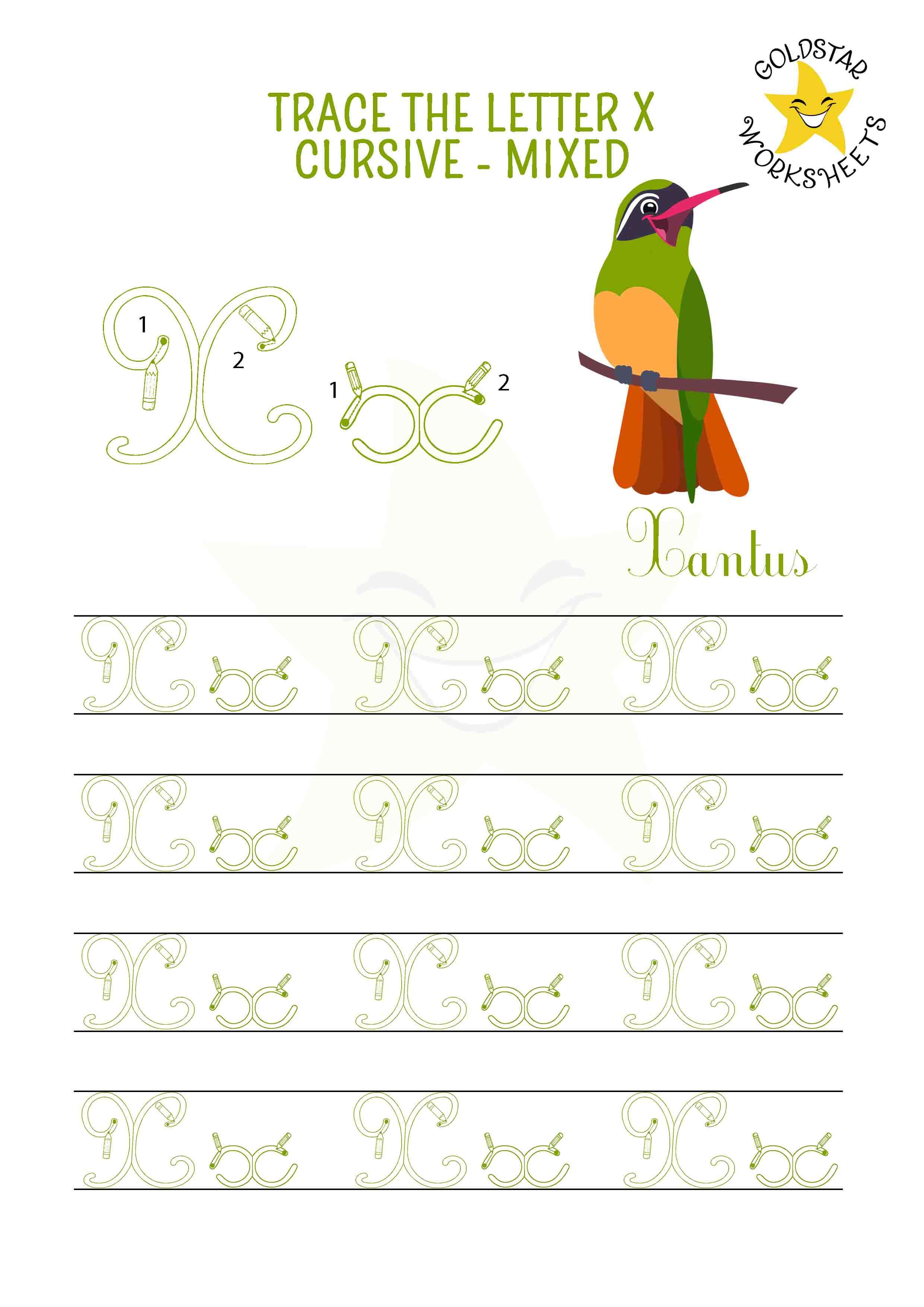 Upper and lowercase cursive letter X tracing worksheet. This mixed practise sheet features a exotic xantus. Free printable PDF for 2nd and 3rd grade kids practicing cursive handwriting. 4 rows of capital x and small x cursive tracing includes directional arrows.